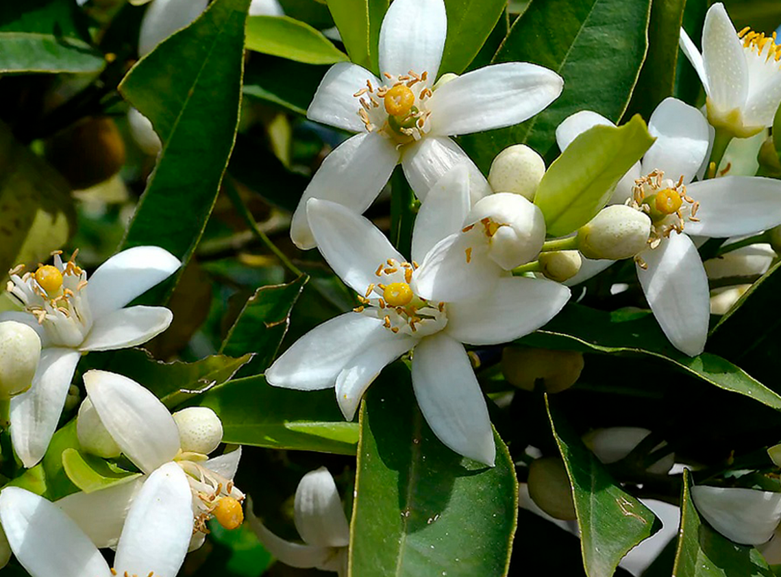 Néroli flor de laranjeira amarga — nota de topo do perfume árabe feminino Basir Mawwal Arabia