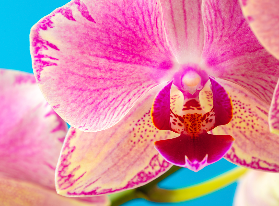 Orqu&iacute;dea Mawwal